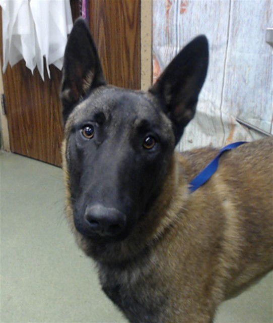 JOHN - Belgian Shepherd Malinois available for adoption