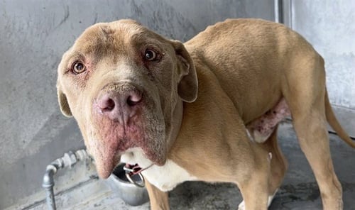 ALADDIN - Pit Bull Terrier available for adoption