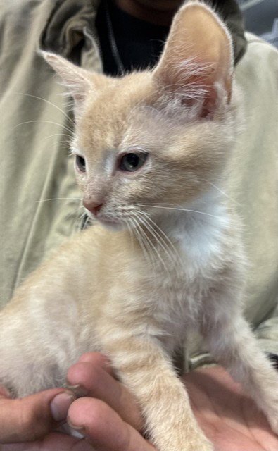 ROBIN - Domestic Short Hair available for adoption