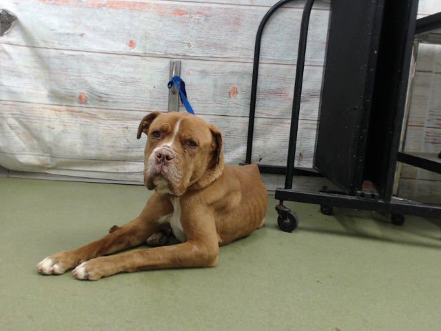 MED WAIVER BRONSON - Mastiff available for adoption