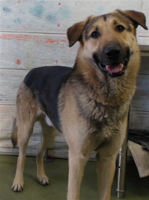 FRED - German Shepherd Dog available for adoption