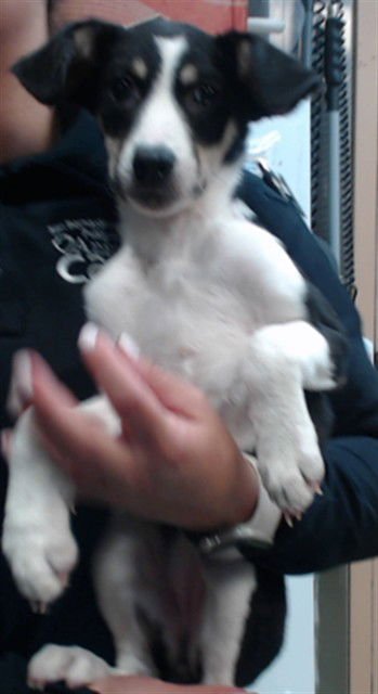 LILY - Chihuahua available for adoption