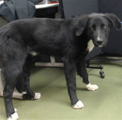 GAETA - Labrador Retriever available for adoption