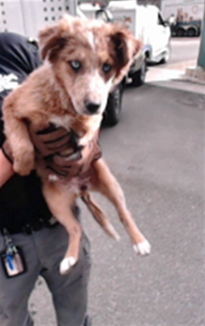 MED ADOPT SAGE - Catahoula Leopard Dog available for adoption