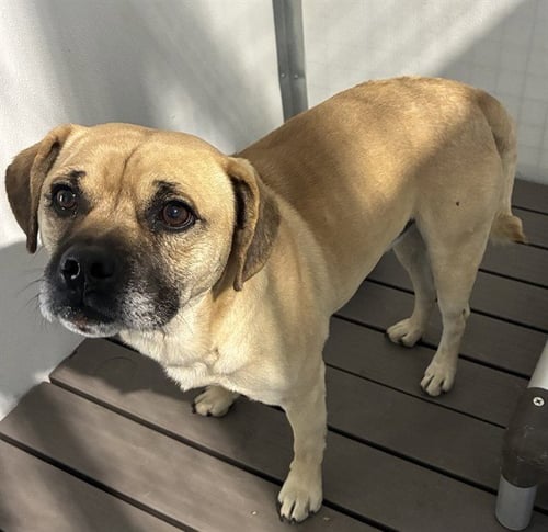 BUGZY - Pug / Beagle available for adoption