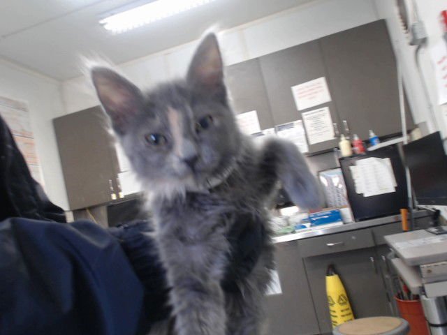 MED ADOPT WHIMSY - Domestic Medium Hair available for adoption