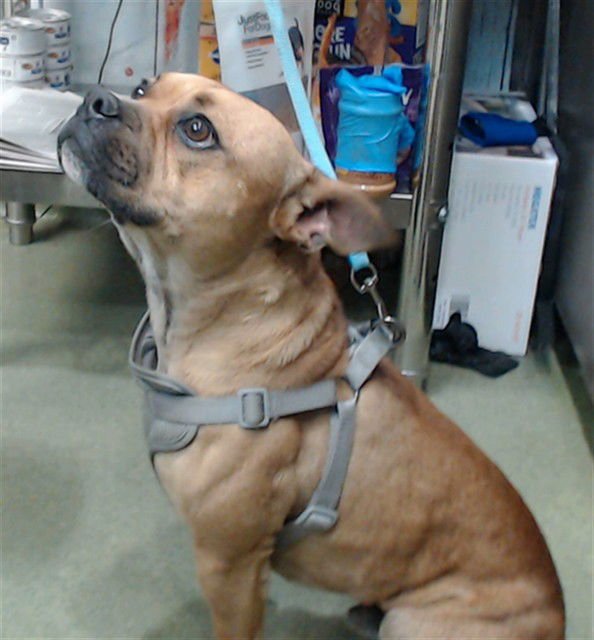 CHILE - Boston Terrier available for adoption