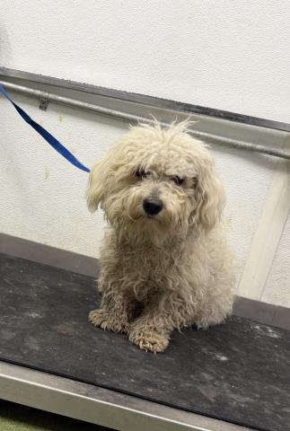 SCOTTY - Poodle (Miniature) available for adoption