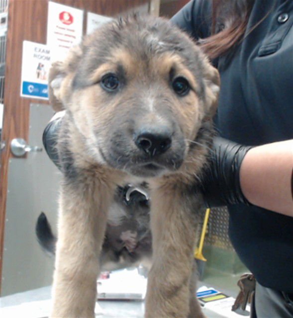 JANICE - German Shepherd Dog available for adoption