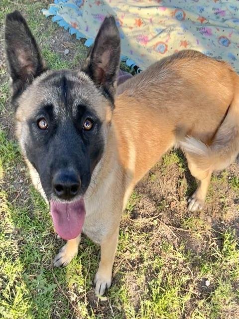 MAPLE - Belgian Shepherd Malinois available for adoption
