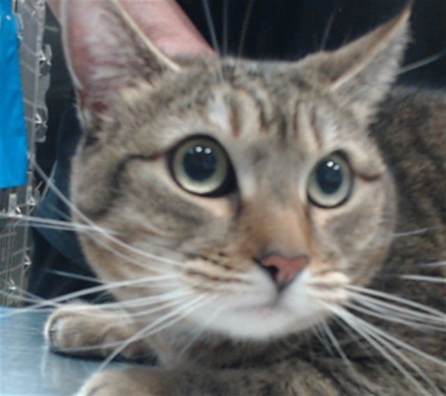 DAISY - Domestic Short Hair available for adoption