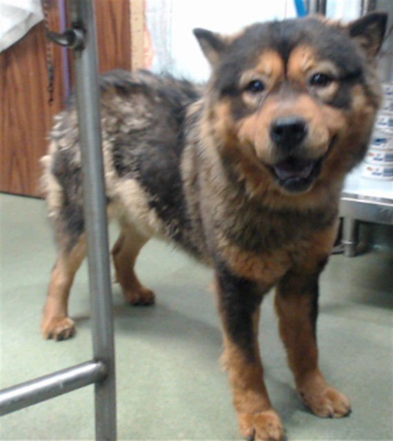 MED WAIVER PUMPKIN - Chow Chow available for adoption