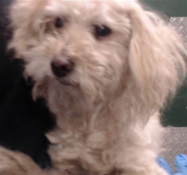 MED WAIVER CREAM PUFF - Maltese available for adoption
