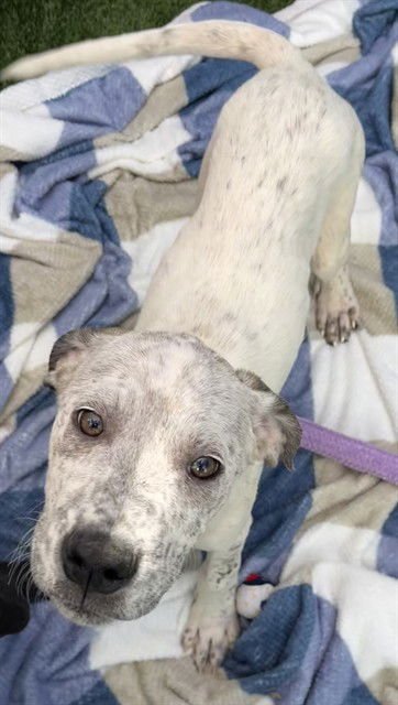 JUNER - Labrador Retriever available for adoption