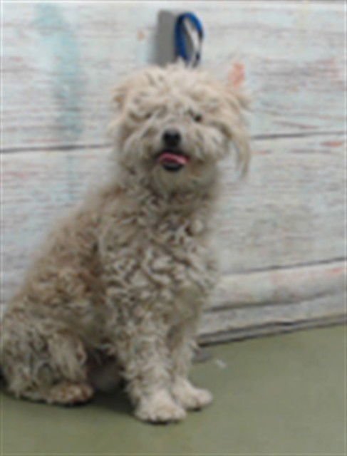 REX - Terrier available for adoption