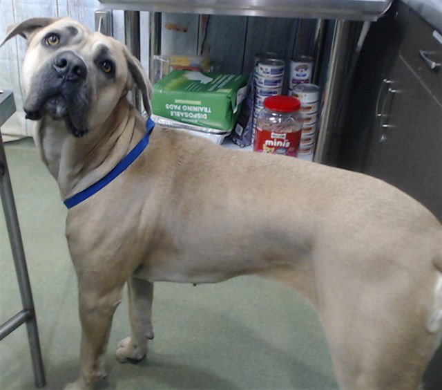 URGENT RESCUE ONLY FIONA - Mastiff available for adoption