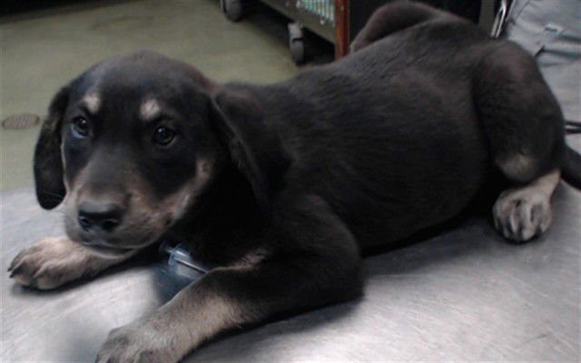 ROSE - Australian Cattle Dog/Blue Heeler available for adoption