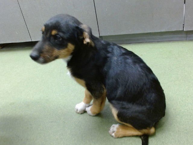 PINGO - German Shepherd Dog available for adoption