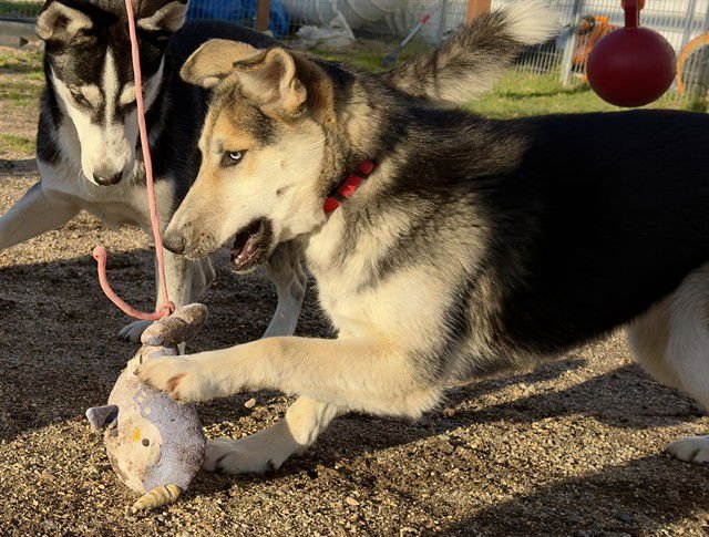 KIM - German Shepherd Dog available for adoption