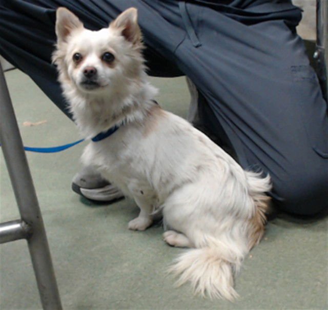 PRINCESS - Chihuahua available for adoption