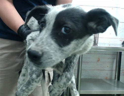 TULIP - Australian Cattle Dog/Blue Heeler available for adoption