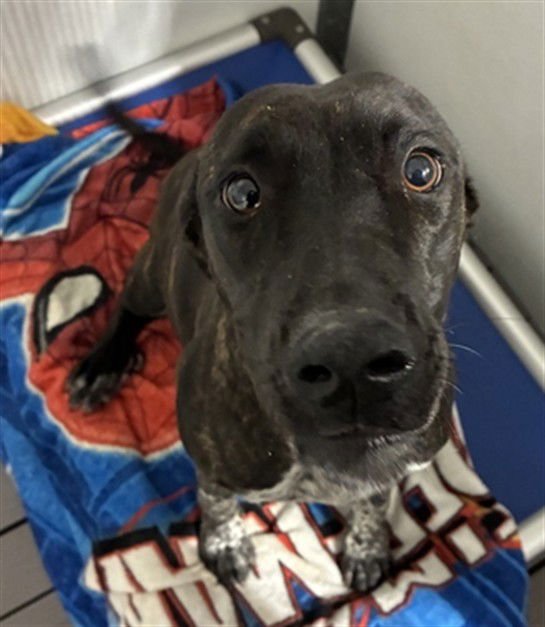 MAMA ODETTE - Australian Shepherd available for adoption