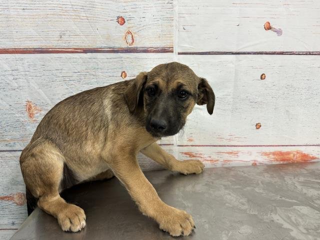 WISH - Labrador Retriever available for adoption