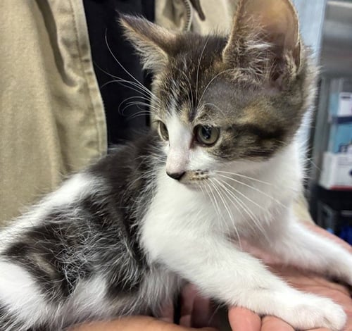 MAGPIE - Domestic Short Hair available for adoption