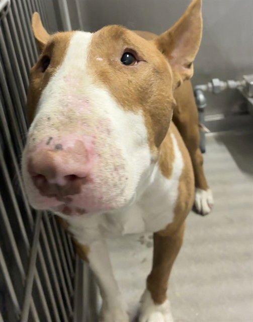 JACK - Bull Terrier available for adoption