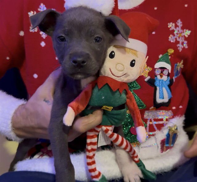 DOLLY - Labrador Retriever available for adoption