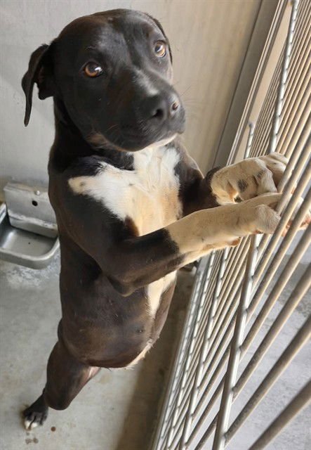 SWEET GIRL - Pit Bull Terrier available for adoption