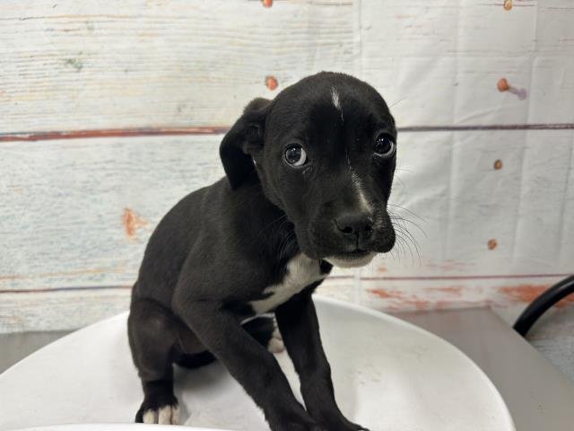 MED WAIVER JANE - Pit Bull Terrier available for adoption