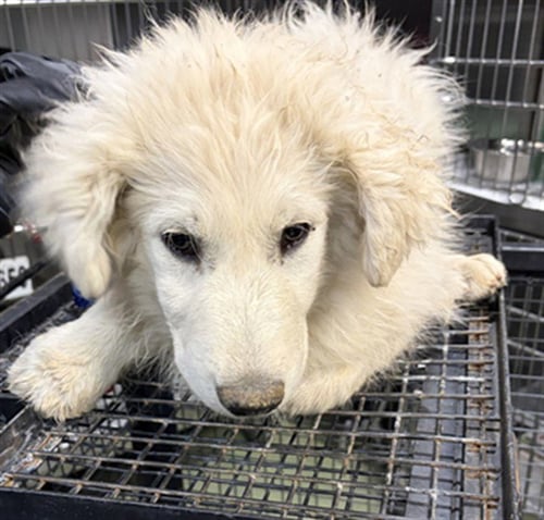 THEODORE - Poodle (Standard) available for adoption