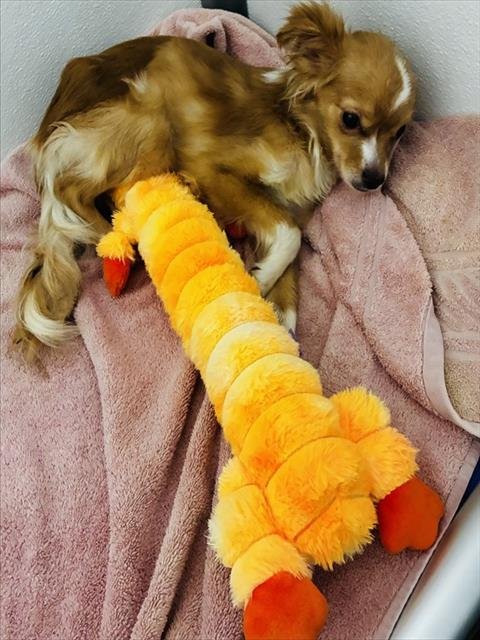 MED WAIVER CAPPUCCINO - Chihuahua available for adoption