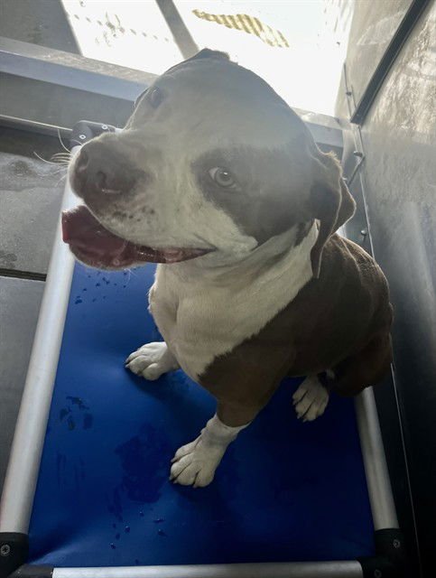 BRUCE - Pit Bull Terrier available for adoption