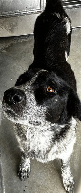 POPPY - Border Collie available for adoption