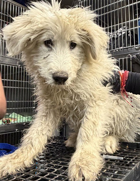 SIMON - Poodle (Standard) available for adoption