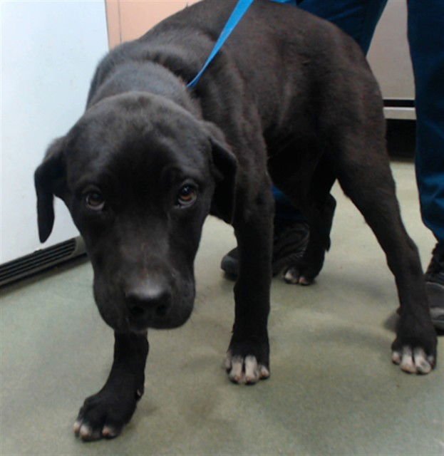 MIGUEL - Labrador Retriever available for adoption