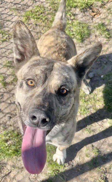 KEKE - Dutch Shepherd available for adoption