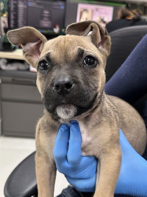 TINY TIM - Pit Bull Terrier available for adoption