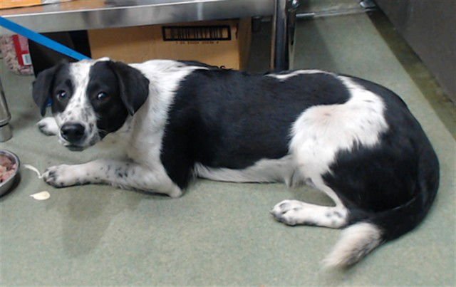 PEDRO - Australian Cattle Dog/Blue Heeler available for adoption