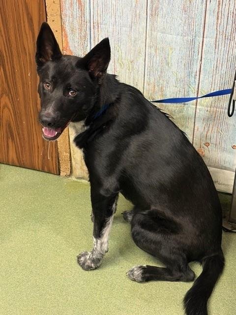 CHUPA - Border Collie available for adoption