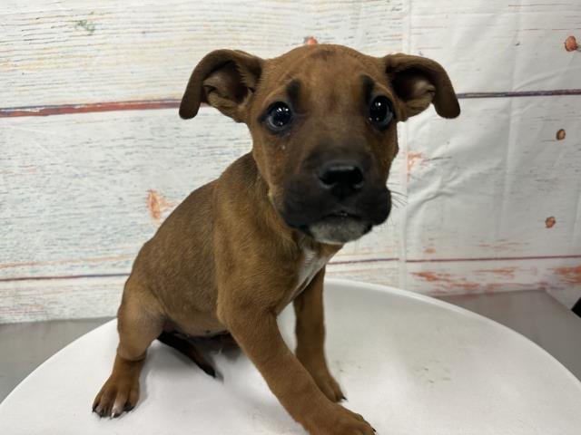 MED WAIVER JOE - Pit Bull Terrier available for adoption