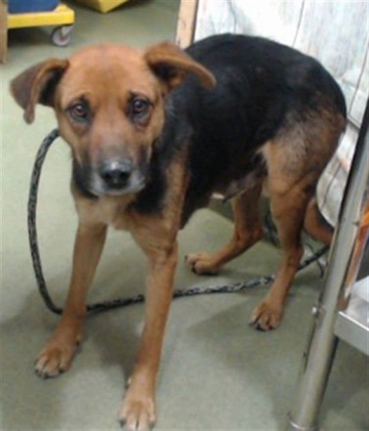 MAMA COVEY - German Shepherd Dog available for adoption