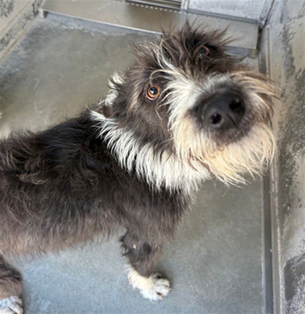 MELLOW - Terrier available for adoption