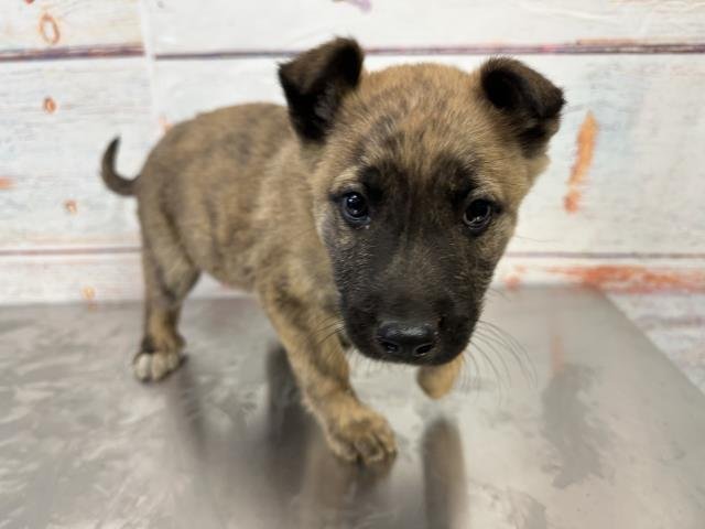 LOVER - Dutch Shepherd available for adoption
