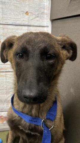 KAWHI LEONARD - Belgian Shepherd Malinois available for adoption
