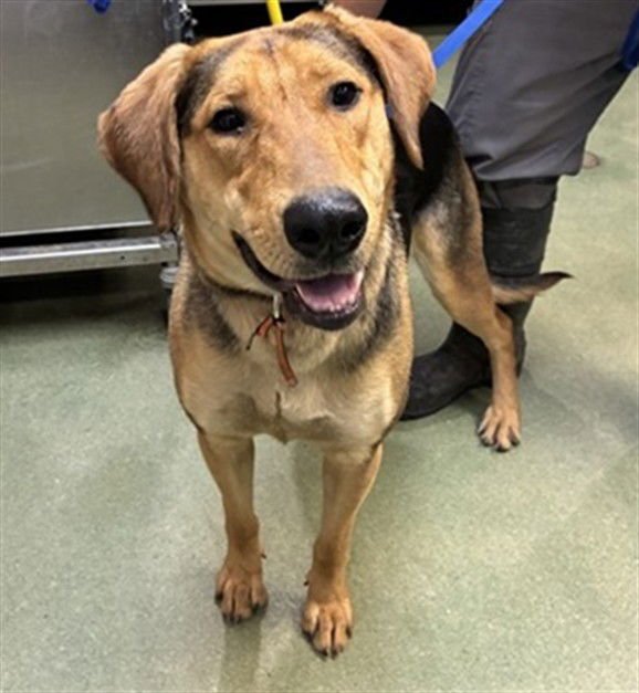 GLINDA - Hound available for adoption