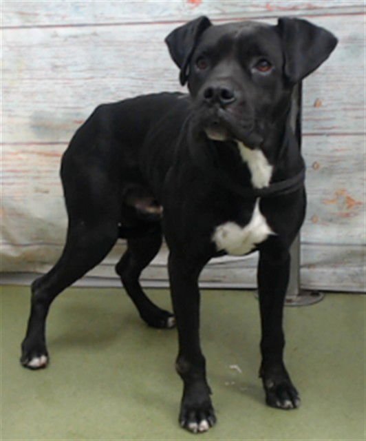 MED WAIVER COAL - Boxer available for adoption