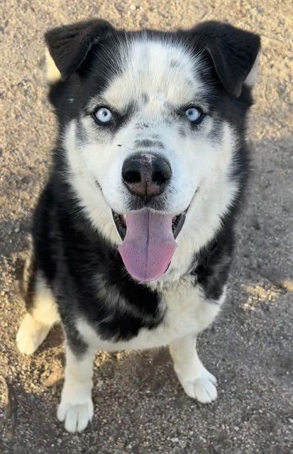 JUPITER - Alaskan Malamute available for adoption